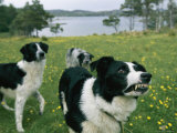 Sheepdog Snarls at the Photographer