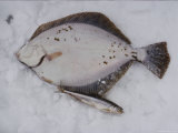 Herring and Flounder Lay on the Snow
