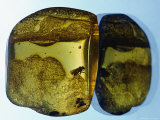 Amber Containing N Fossilized Insect