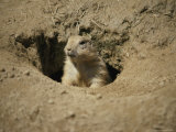 A Prairie Dog Pops out of His Burrow to Check out the World