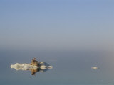 Two Walruses Rest on an Ice Floe