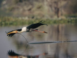 A Painted Stork Flys Low over the Water with a Stick in its Beak
