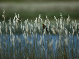 A Yellow-Headed Blackbird Sits on a Reed