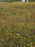 Flowering Field in Algeria