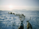 Buy Caribou-Drawn Sleds Travel Across the Snowy Steppe at AllPosters.com