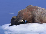 An Atlantic Walrus Smells Her Young Pup