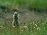 A Uinta Ground Squirrel (Spermophidus Armatus) Nibbles on a Morsel of Food Near a Badger Den