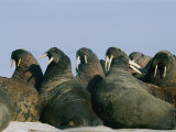 Atlantic Walruses Often Gather Together on Ice Floes for Protection in Numbers