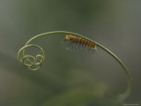 Buy A Very Young Larva of the Passionflower Butterfly Inches Along a Curly Tendril of a Passionflower at AllPosters.com