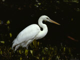 A Great or Common Egret