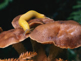A Banana Slug Crawls on a Mushroom