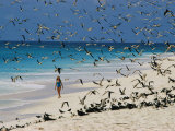 A Woman Walks on the Beach Among Terns