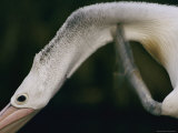 An Australian Pelican Scratches its Neck