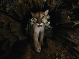 A Hissing Cougar Prowls its Cage