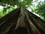 View of the Trunk of the Tallest Tree in the World