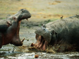 Male Hippopotamuses Vie for Territory