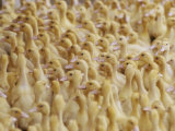 Buy View of a Large Flock of Ducks at AllPosters.com