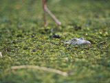 A Crocodile Pokes His Head Above the Dense Vegetation