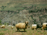 Goats in a Field