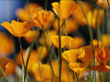 Buy California Poppies at AllPosters.com