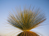 A View of a Xanthorrhoea Species Native to Western Australia