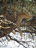 A Leopard Relaxes on a Tree Branch