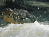 A Crocodile Hunts at the Banzi Pan Dam