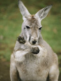A Close View of a Wallabi at the Sydney Zoo