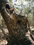 A Fossa Stands on a Tree Trunk