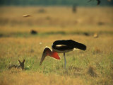 A Marabou Stork Catches Termites on the Savanna