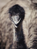 Close-up of an Emus Head and Neck