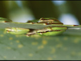 The Water Reflects the Image of a Northern Dwarf Tree Frog