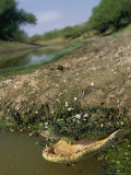 An Open-Mouthed American Alligator Blends in with its Surroundings