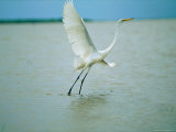 A Great or Common Egret