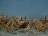 A Herd of Ghost Crabs (Ocypode Albicans) Foraging in the Sand