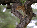 A Leopard Rests on a Tree