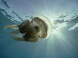 A Papuan Jellyfish Swims in the Ocean
