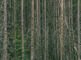 Buy Lodgepole Pine Tree Trunks at AllPosters.com