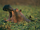 Hippopotamus Yawning Among Water Plants