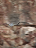 A Black-Footed Rock Wallaby Whizzes Past the Camera