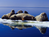 A Group of Atlantic Walruses Bask in the Sun