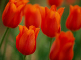 Buy Tulips at AllPosters.com