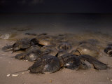 Horseshoe Crabs on Pacific Coast Beach