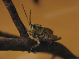 Close View of a Grasshopper