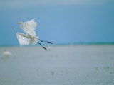 A Great or Common Egret
