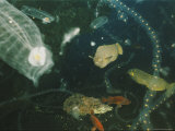 Buy Varieties of Fish and Salps Intermingle Near the Summit of Bowie Seamount, Pacific Ocean at AllPosters.com