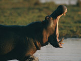 Hippopotamus Showing Territorial Display of Mouth-Opening