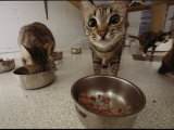 Domestic Cats Feeding at a Nutritional Center