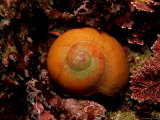 Norriss Topsnail (Norrisia Norrisi)