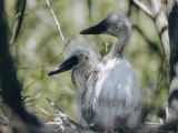 Juvenile Egrets
